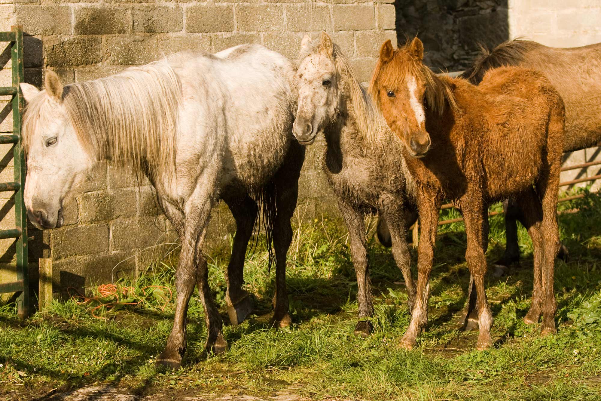 World Horse Welfare uncovers gruesome scene of suffering