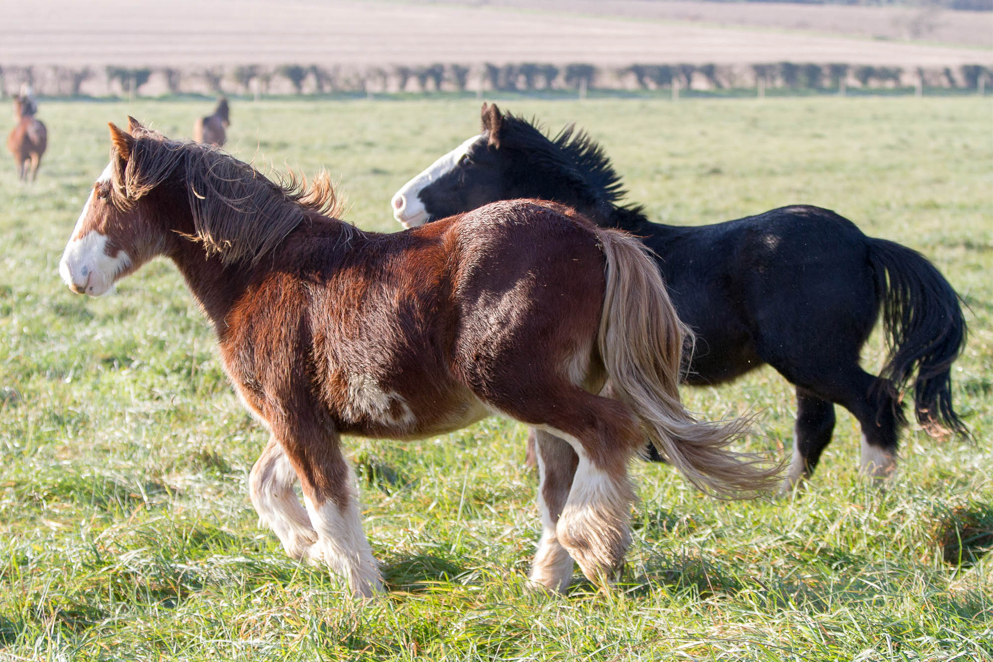 Responsible rehoming of horses