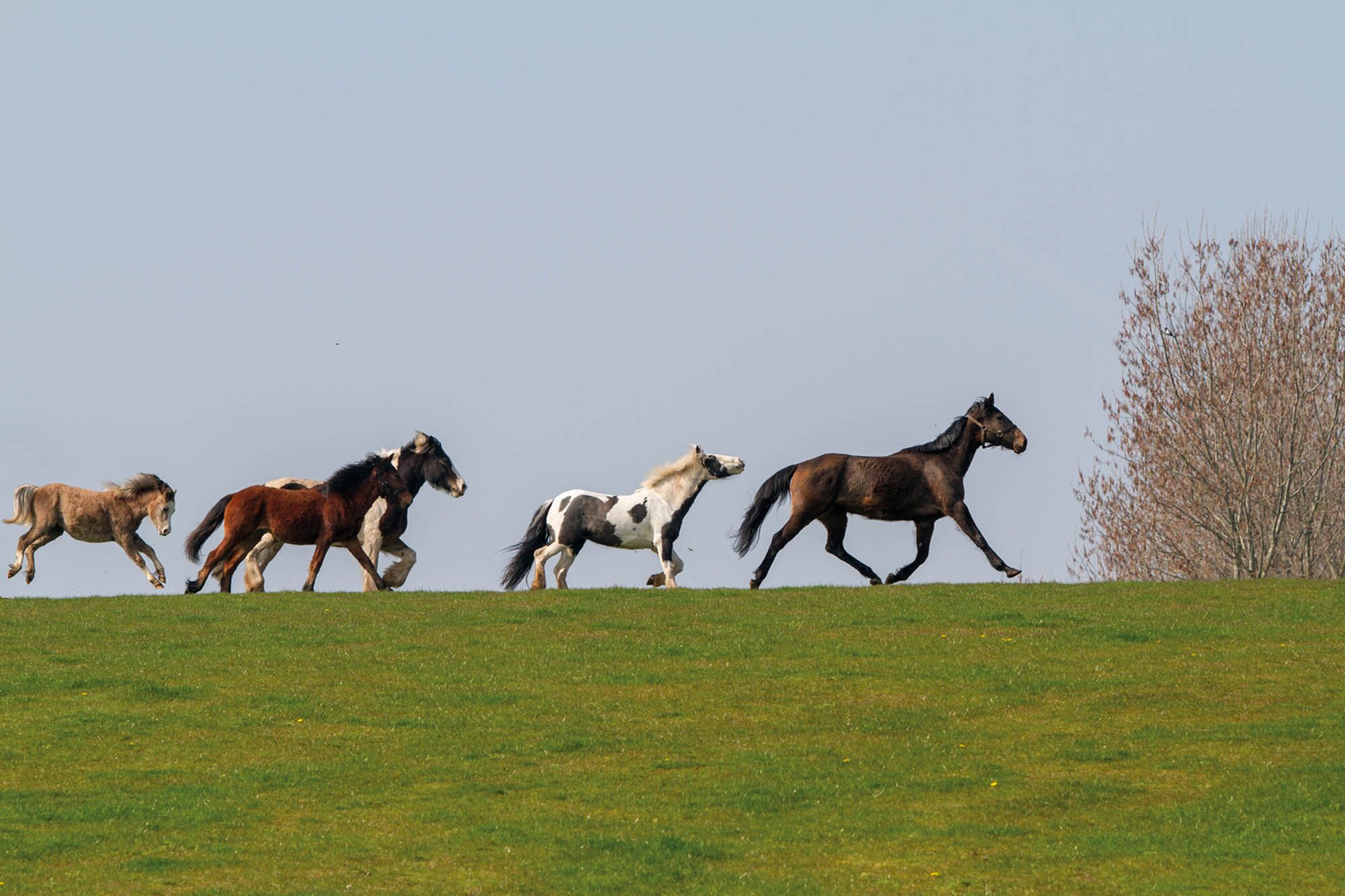 Helping horse owners