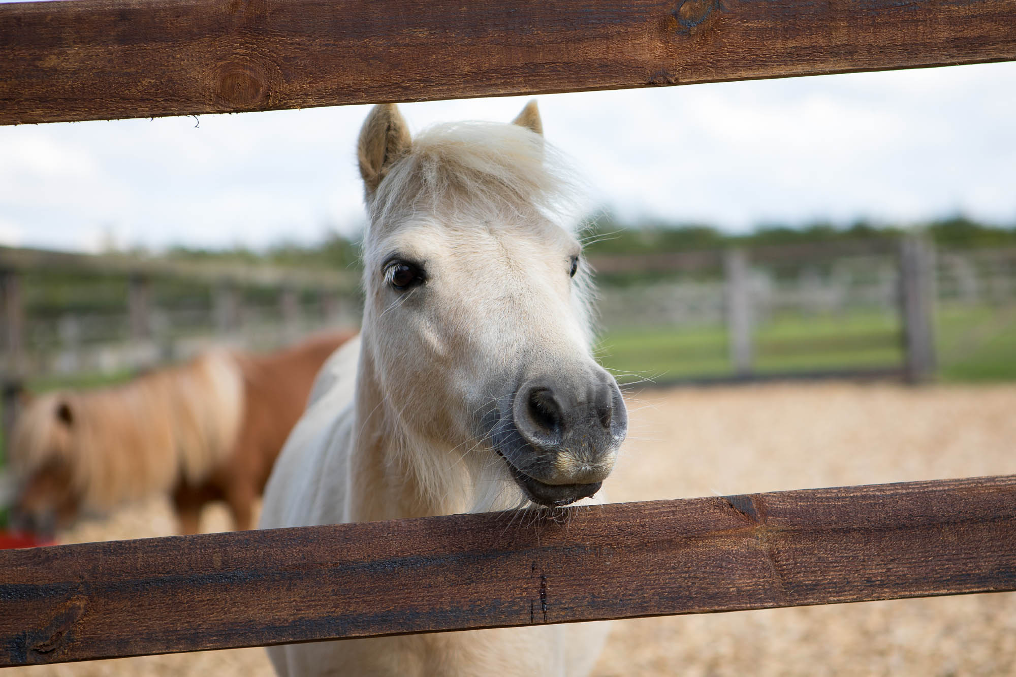 Petite rescue pony Pamela gets set for Land Rover Burghley Horse Trials 2017