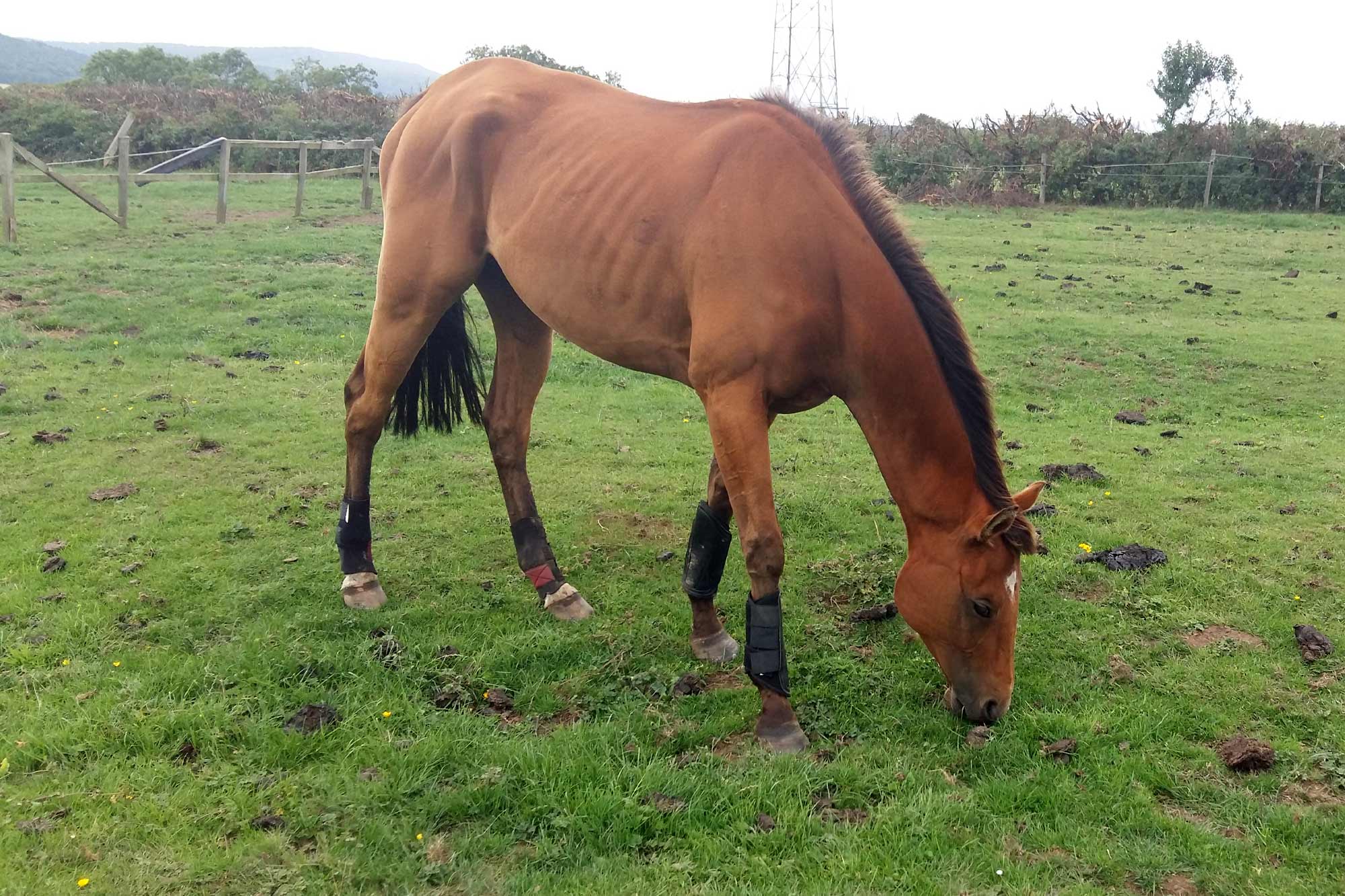 Suspended jail sentence and ten year animal ban for Redcar man