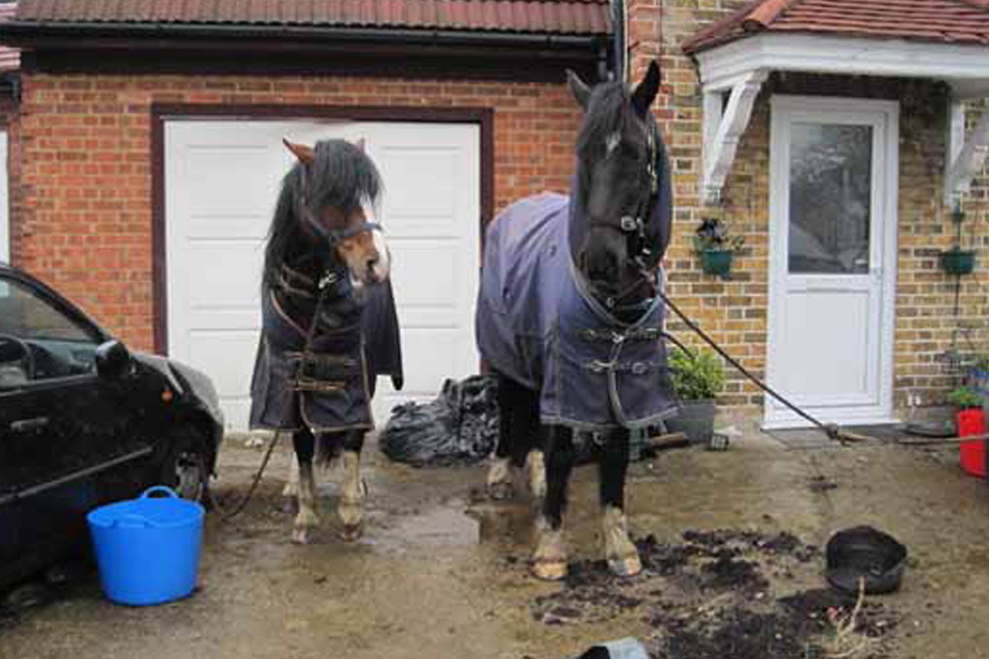 Field Officer finds horses tied to the wheels of cars on front drive of house