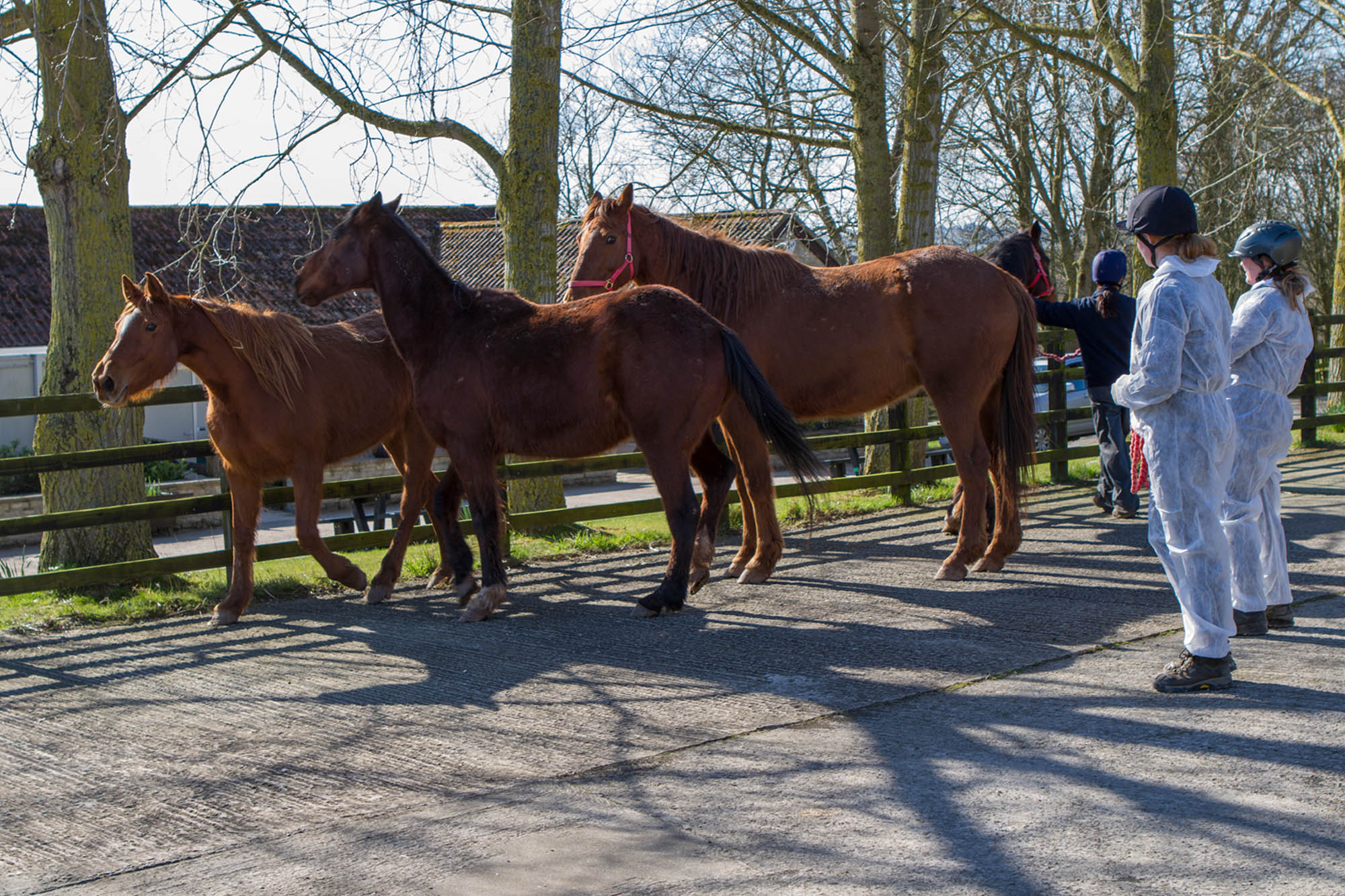 Protecting horses from disease