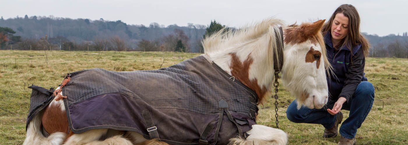 Field Officer checking welfare of a tethered horse