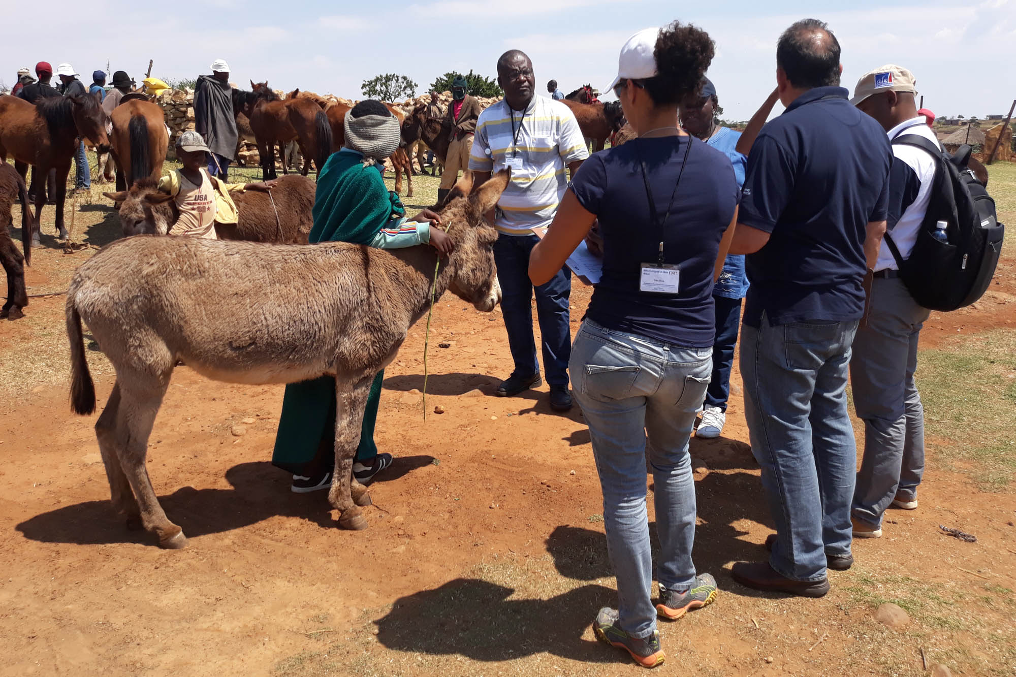 Coalition For Working Equids welcomes statement on need to protect equine welfare in donkey trade