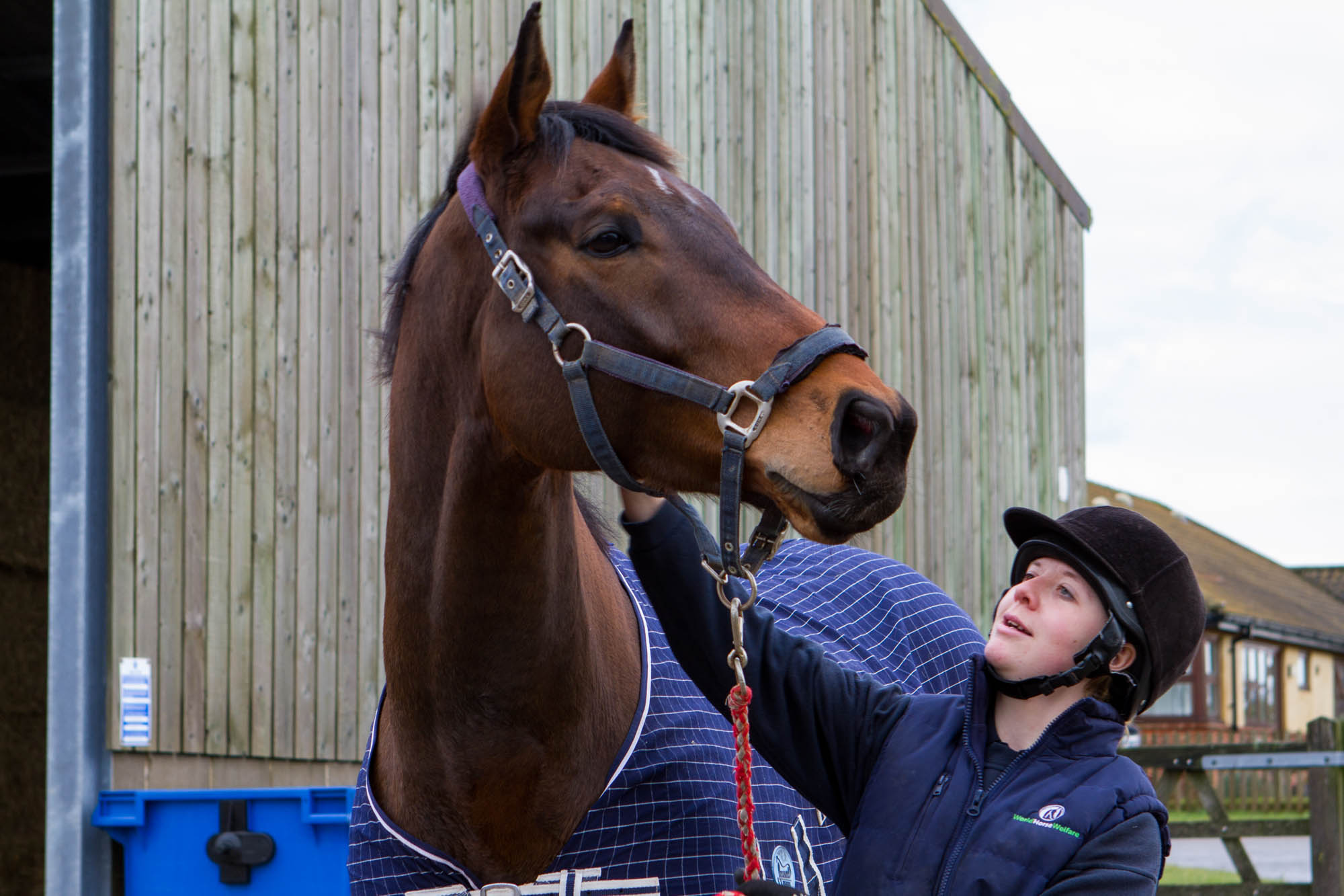 Charities warn owners to exercise caution when finding horses new homes