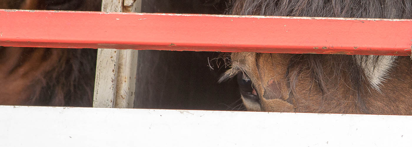 End the long-distance transportation of horses across Europe for slaughter