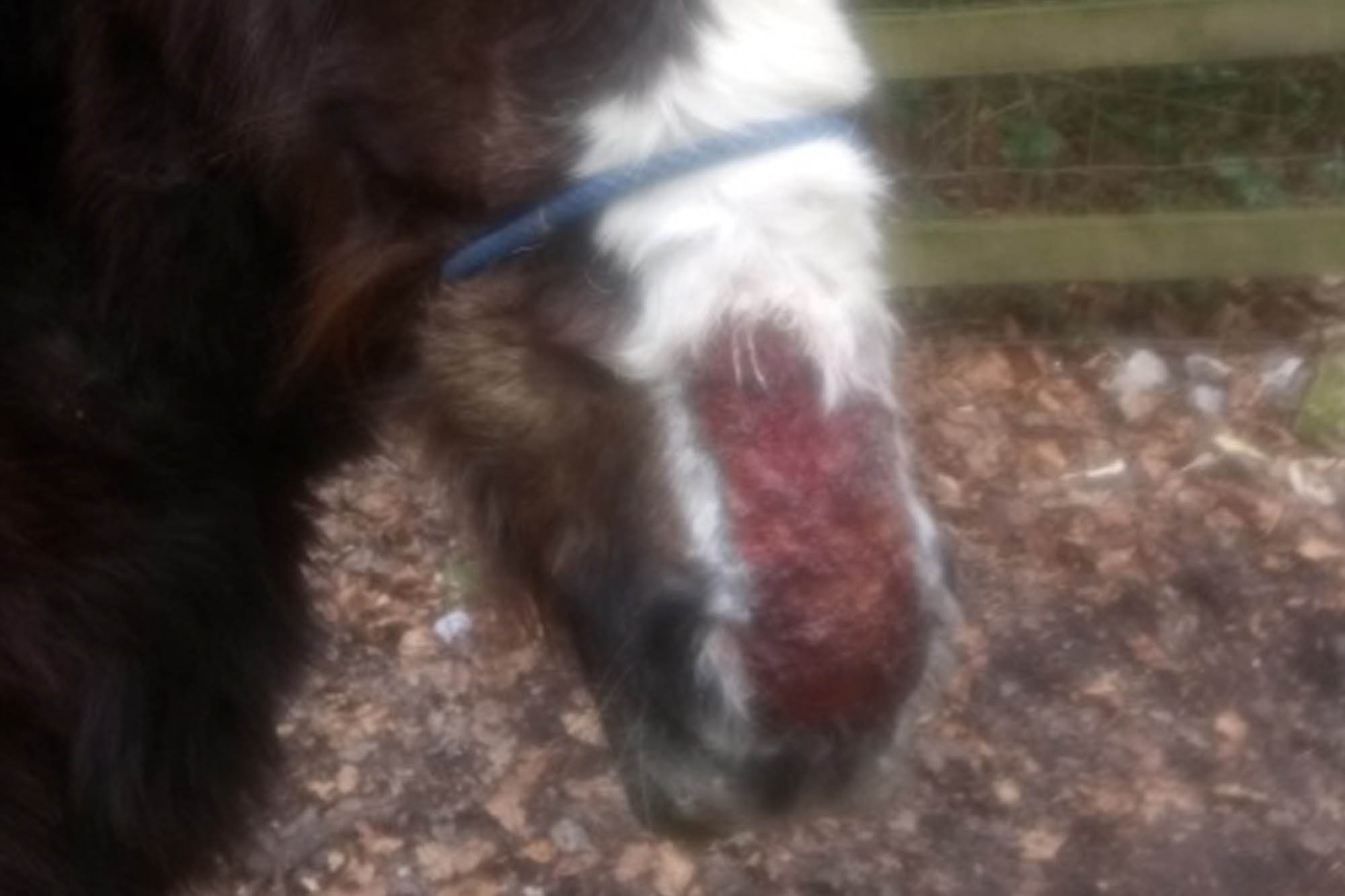 Call for information after pony dumped with horrific injuries in New Forest