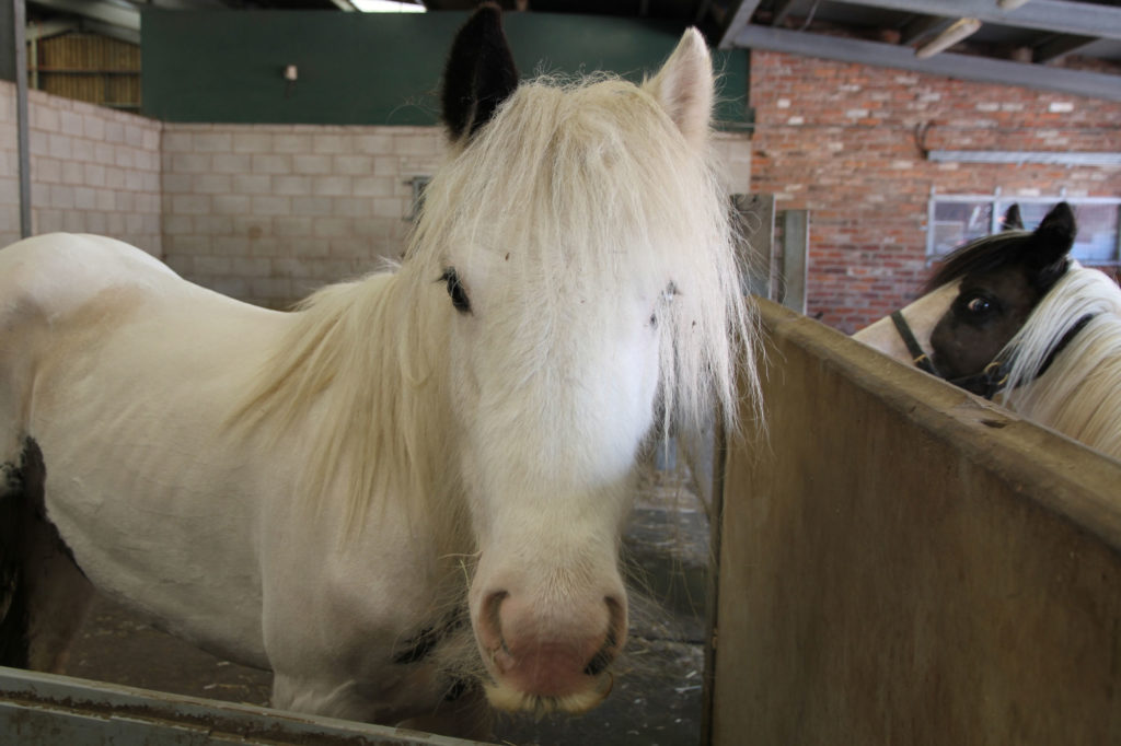 Diamond and Quartz in World Horse Welfare care