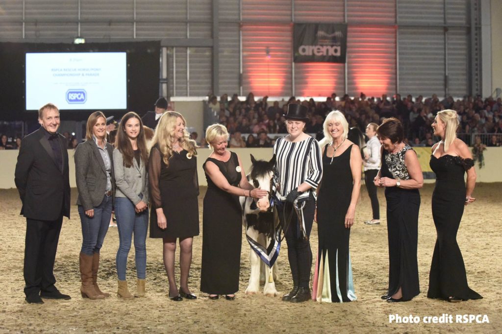 Buggy and his groom in the presentation lineup at Equifest show