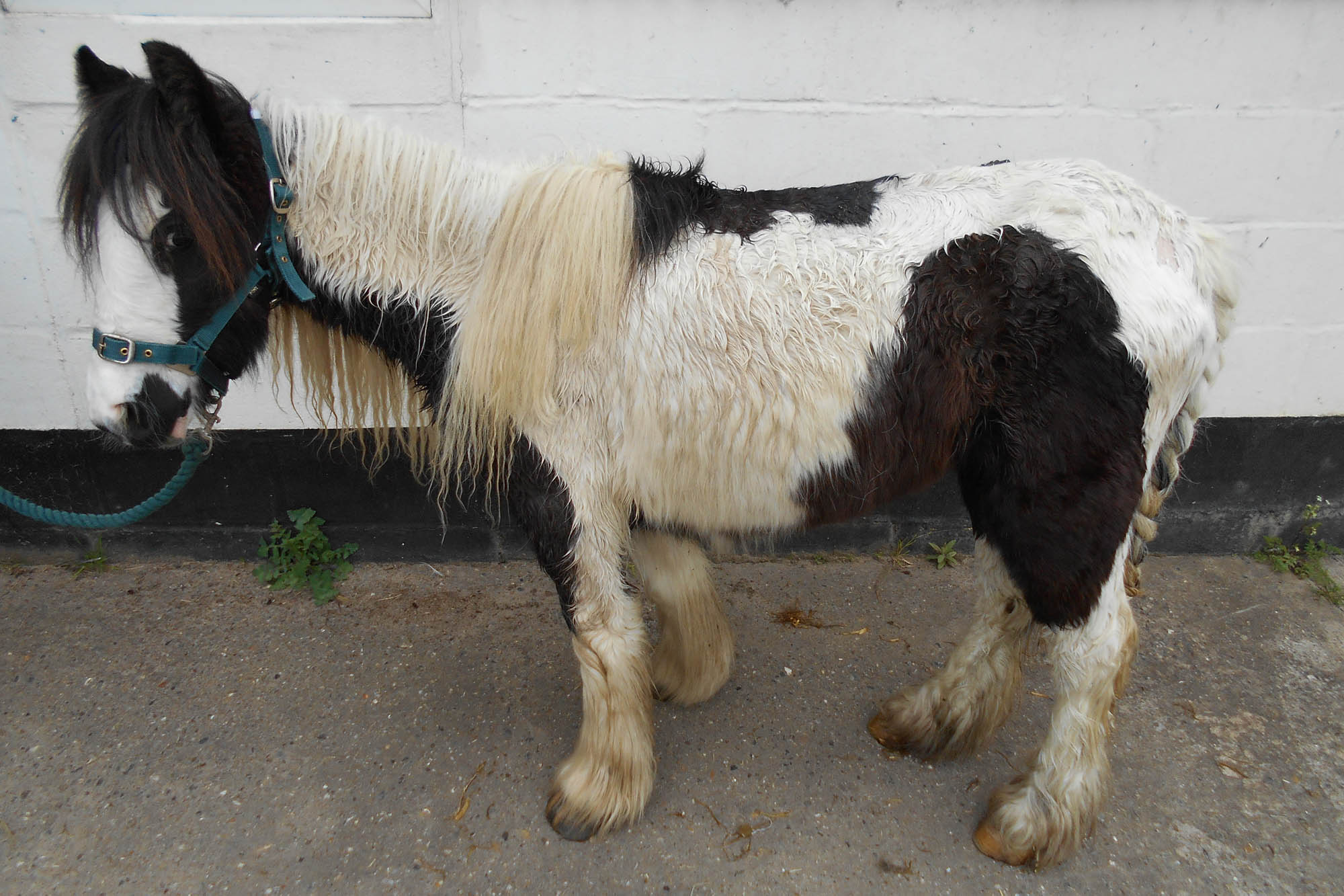 Appeal for information after third horse found dumped in less than two weeks