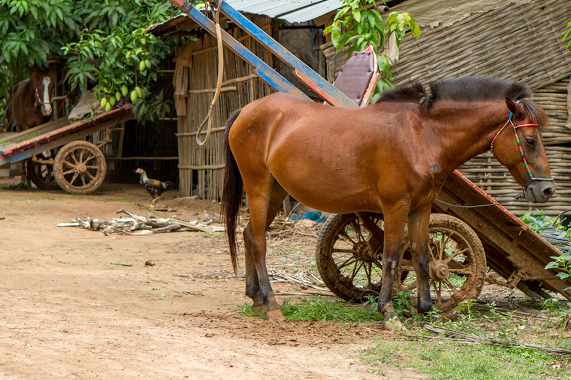 Our work with Farriers