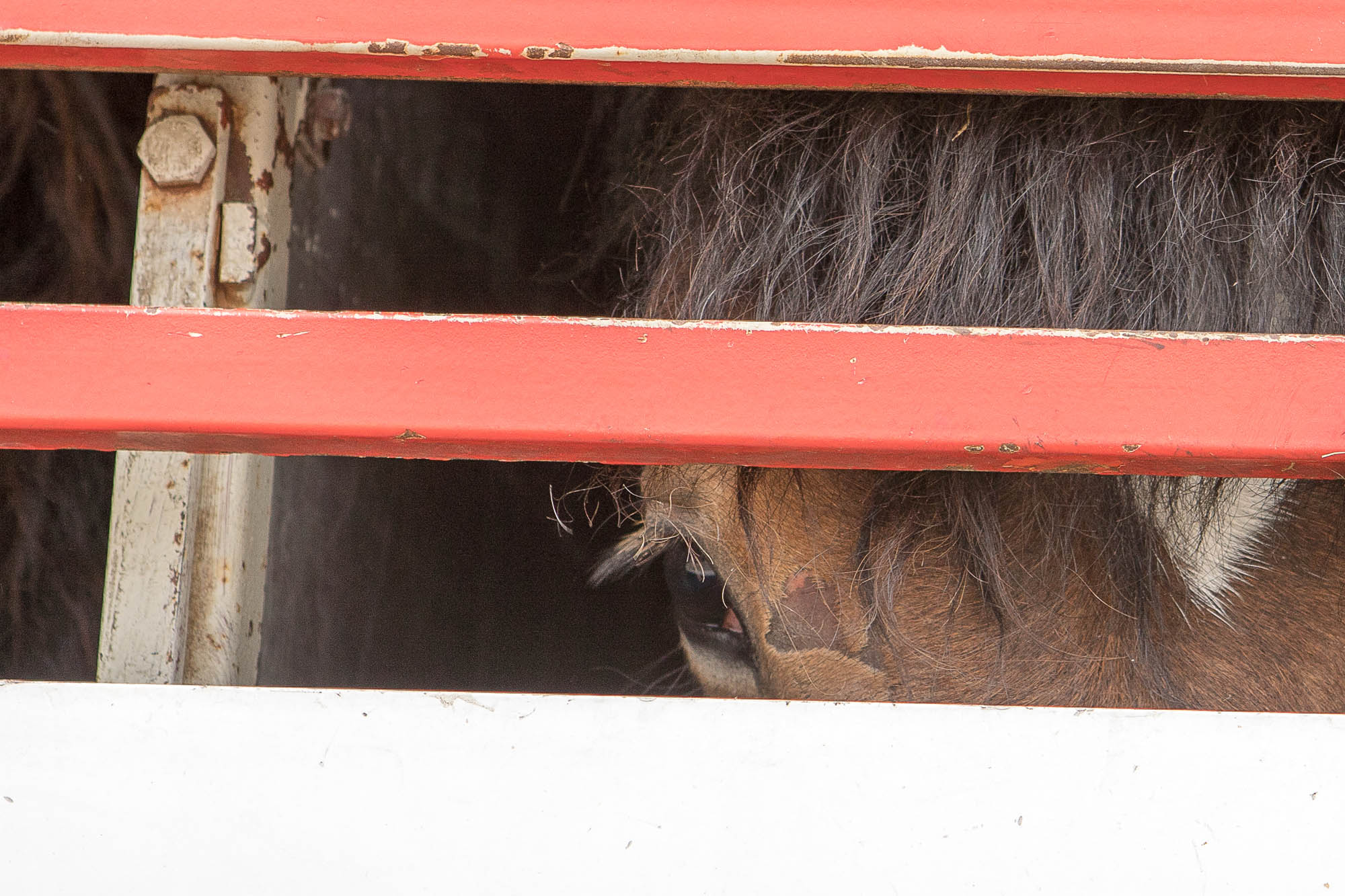 End the long-distance transportation of horses across Europe for slaughter