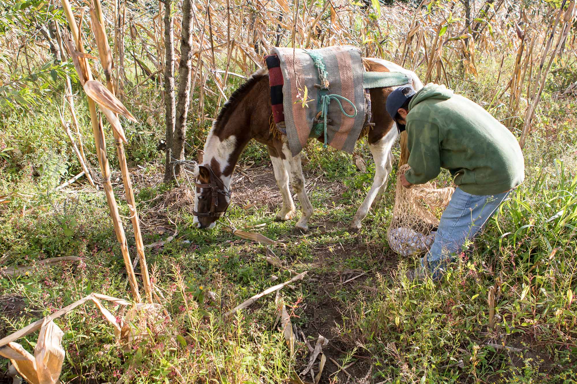 International coalition of charities brings together Commonwealth vets to tackle working equid welfare