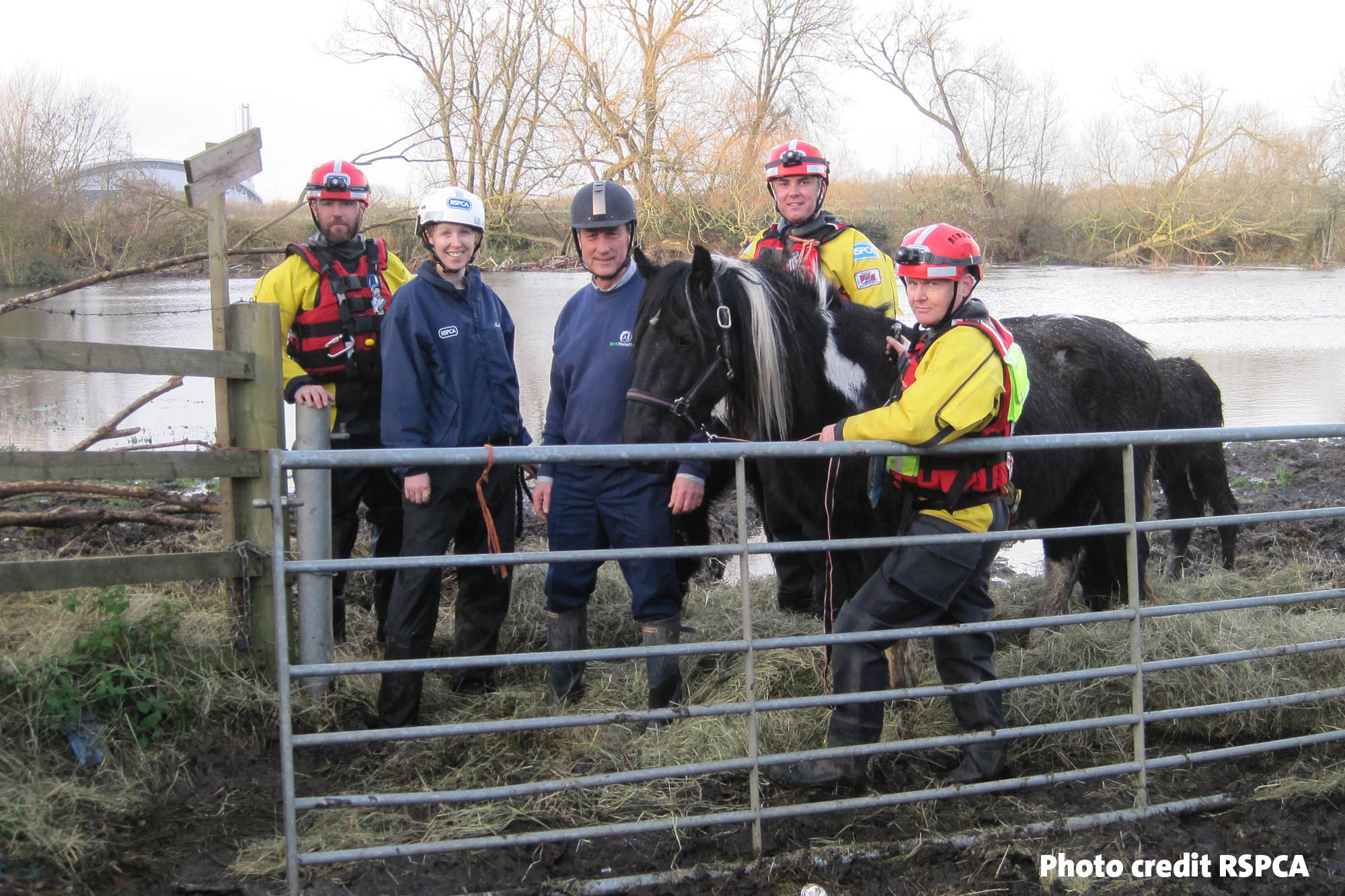 Nine horses including two foals and a Shetland pony are rescued from deep flood waters in Middlesex