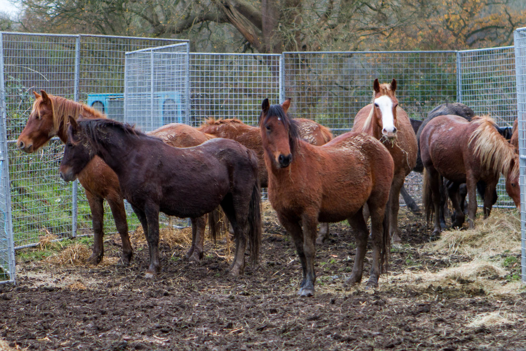 Charities work together to safeguard welfare of over 40 horses