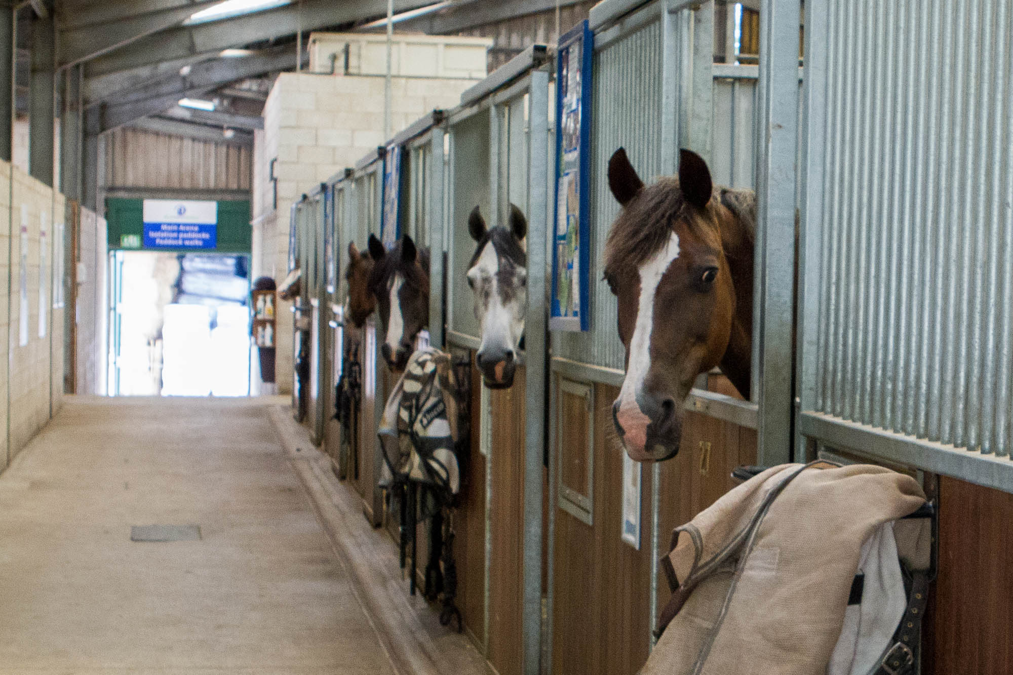 World Horse Welfare calls for a more open debate on stabling horses following latest research findings