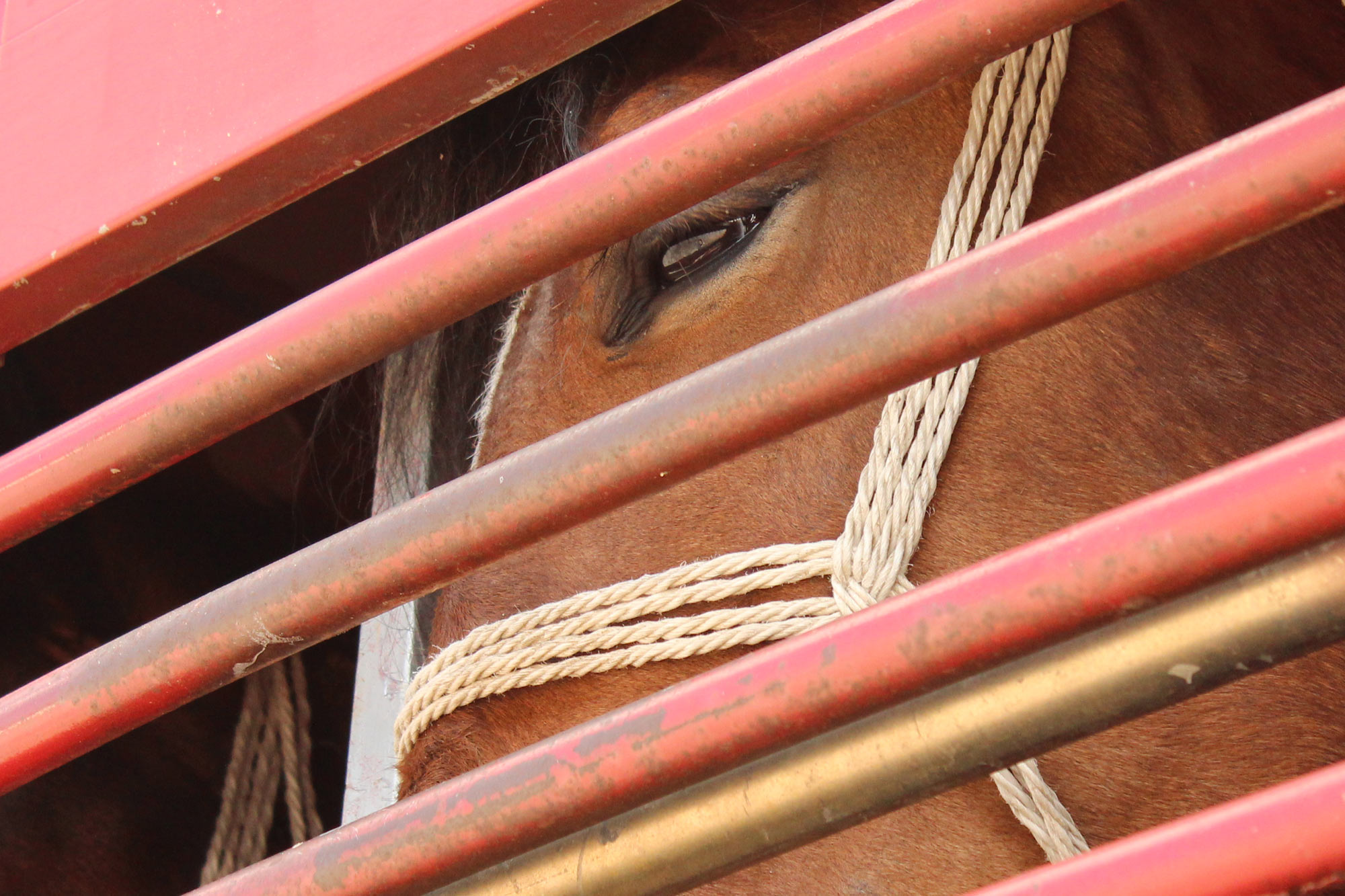 World Horse Welfare welcomes scientists’ report on transportation