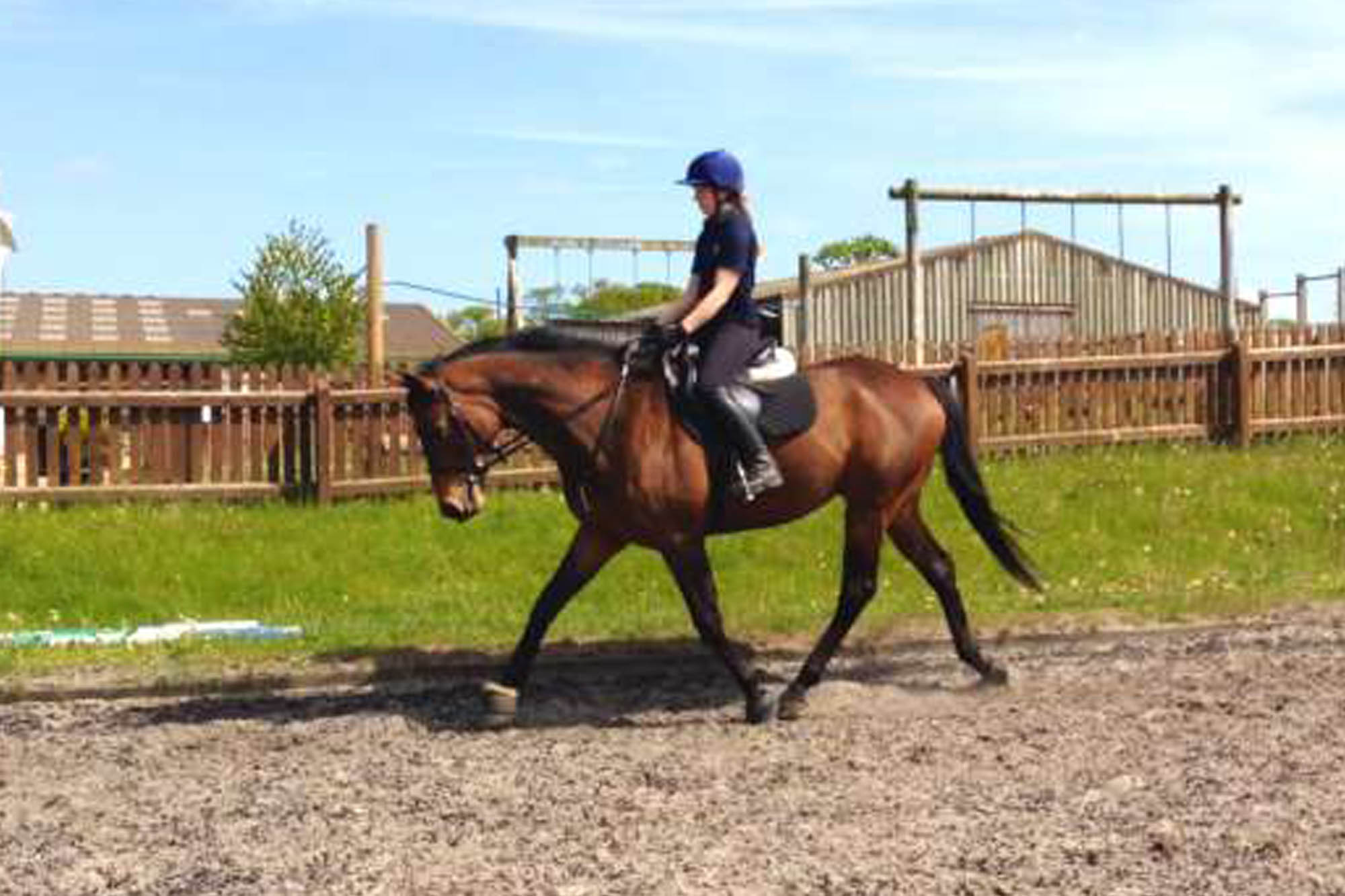 World Horse Welfare RoR pilot scheme sees first horse rehomed