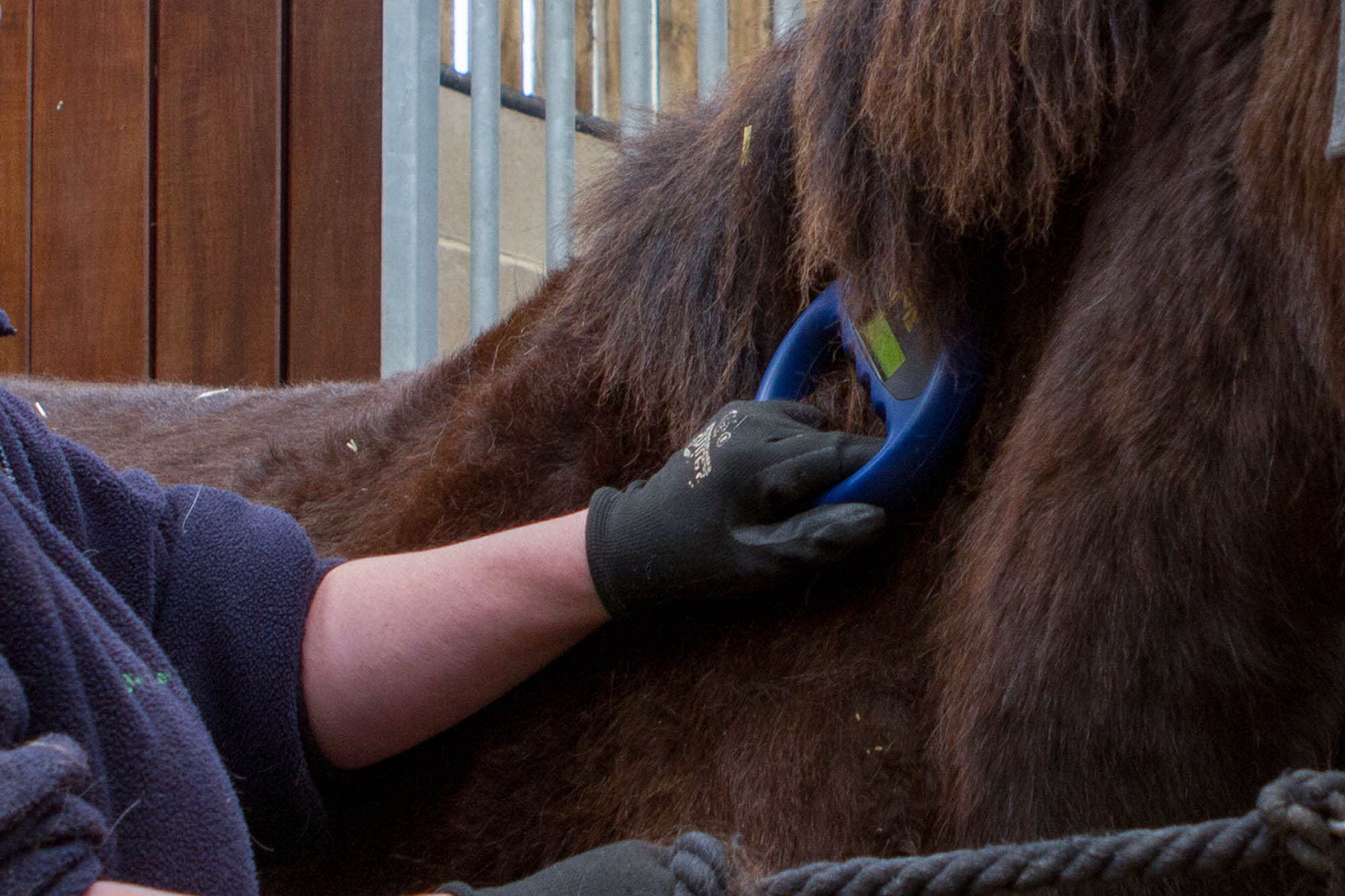 Equine ID in Scotland, Wales and England