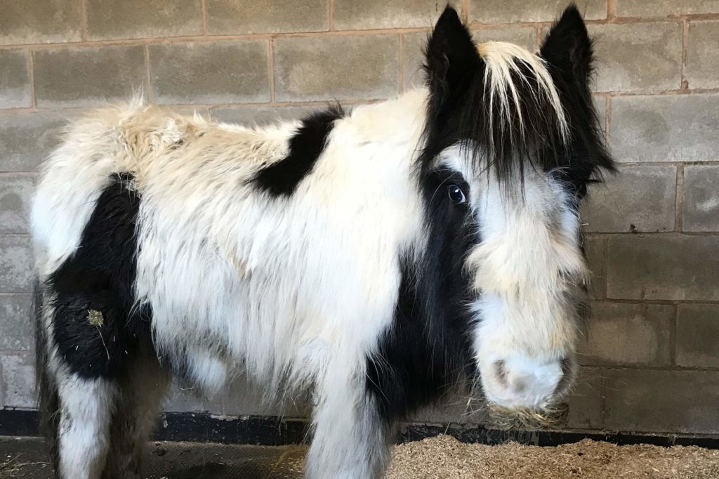 Diamond on arrival at World Horse Welfare