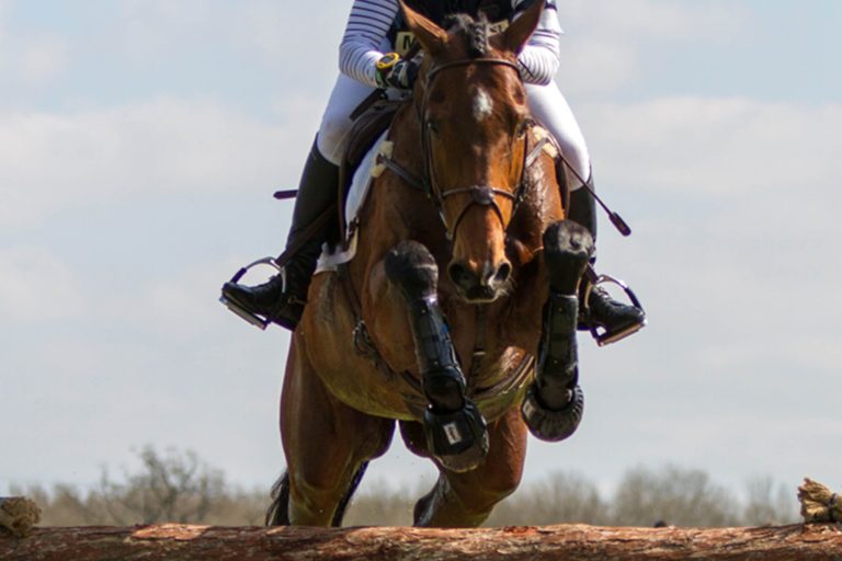 Horse welfare in sport