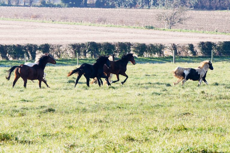 How we help horses in the UK