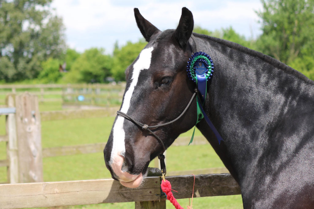 Black cob with hogged mane wearing a blue and green rosette