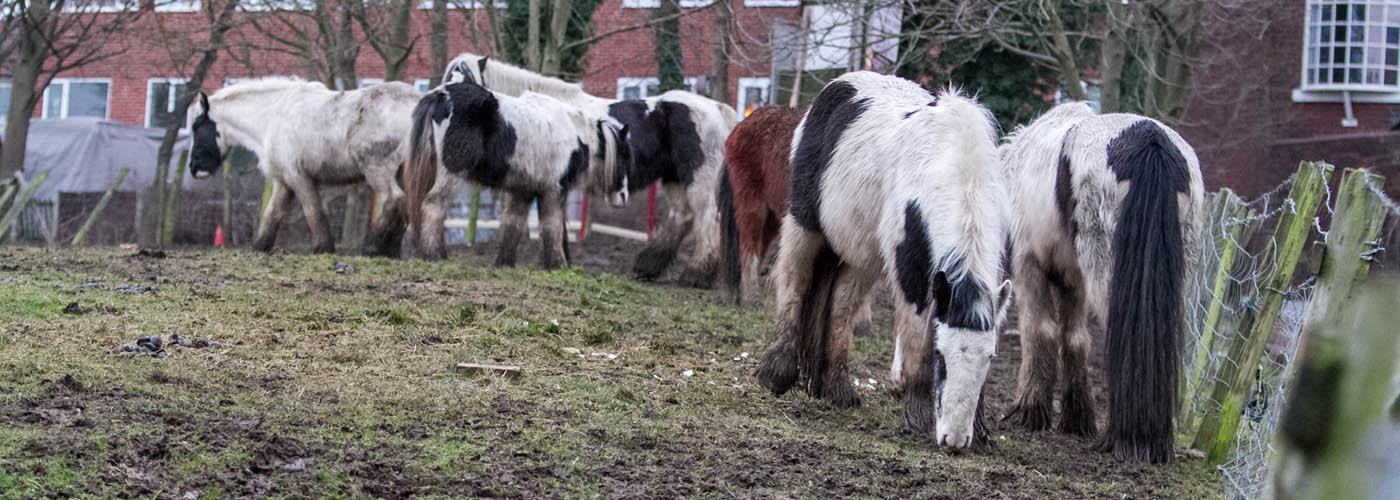 Control of Horses Act in England and Wales