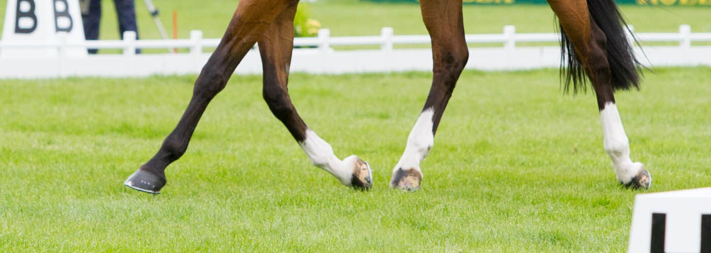 Horses in sport