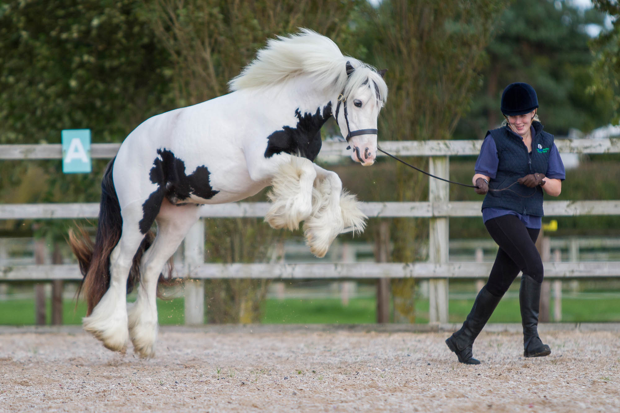 Much-loved Adoption Horse Magpie put to sleep