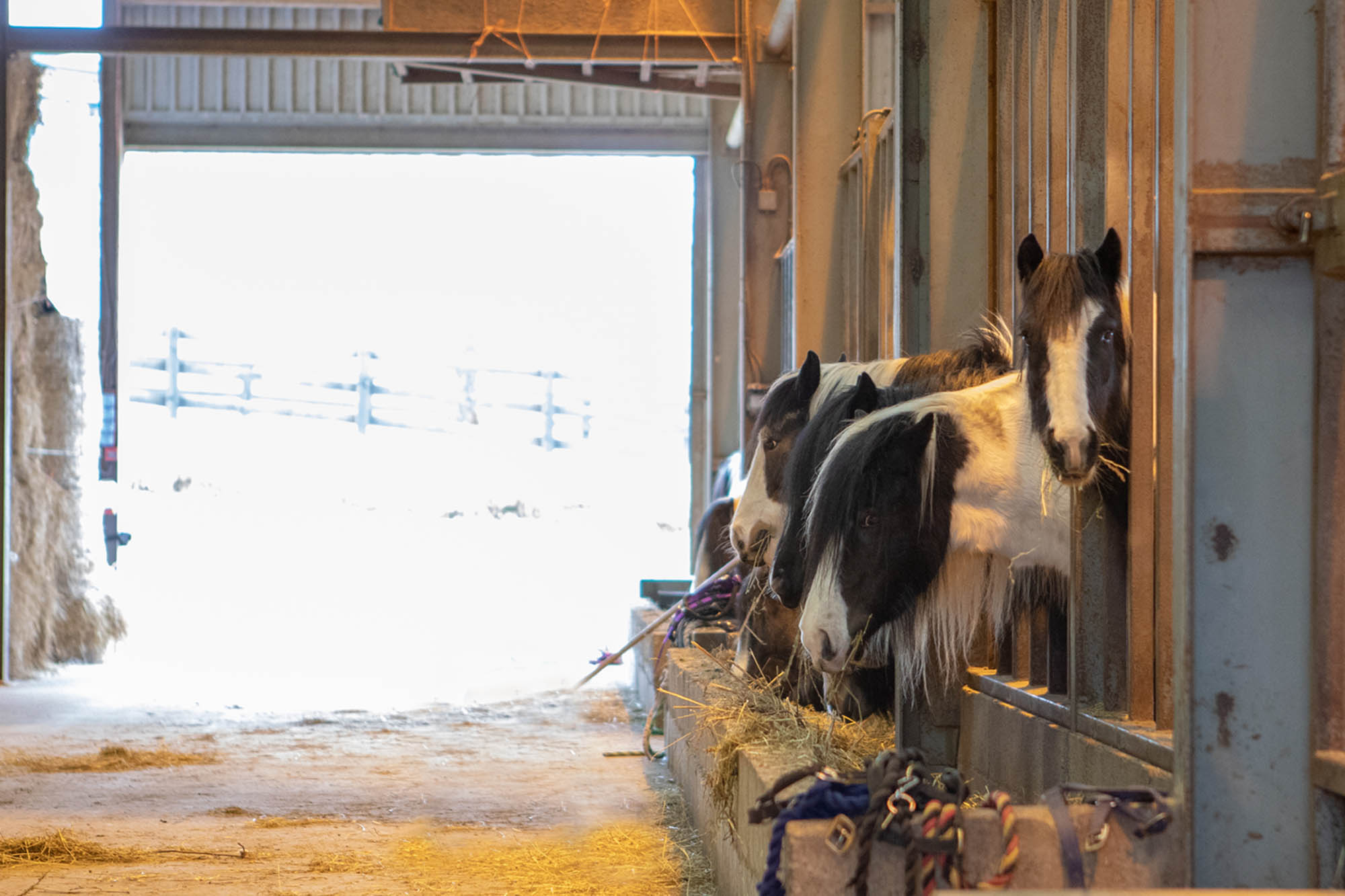 Stabling a horse