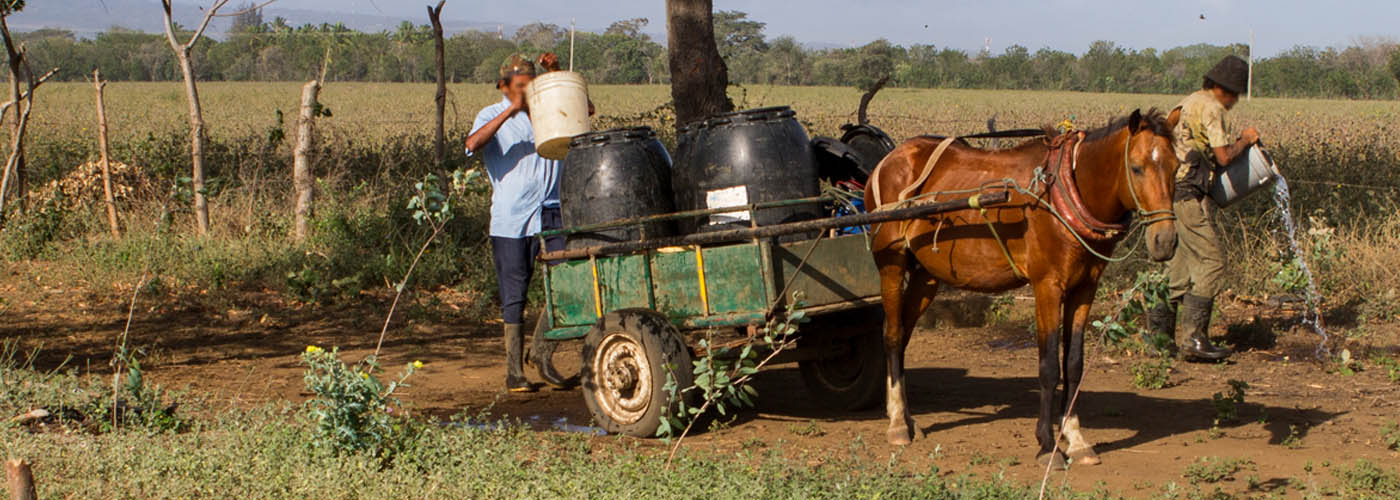 Bay working horse hitched to a cart waiting patiently whilst his owner waters crops