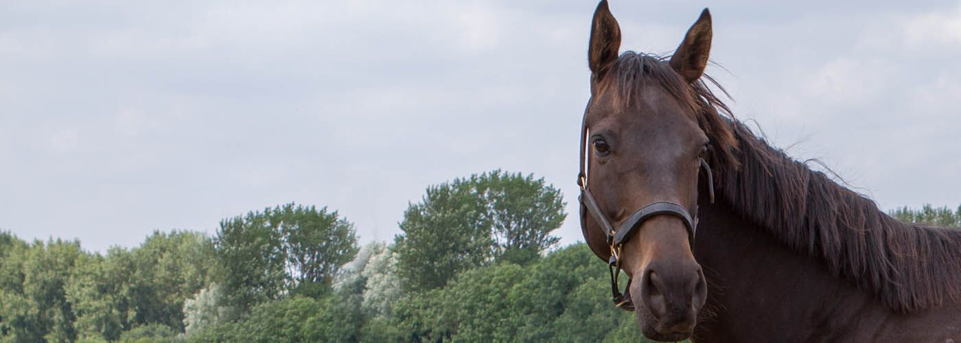 Retraining of racehorses - letterbox