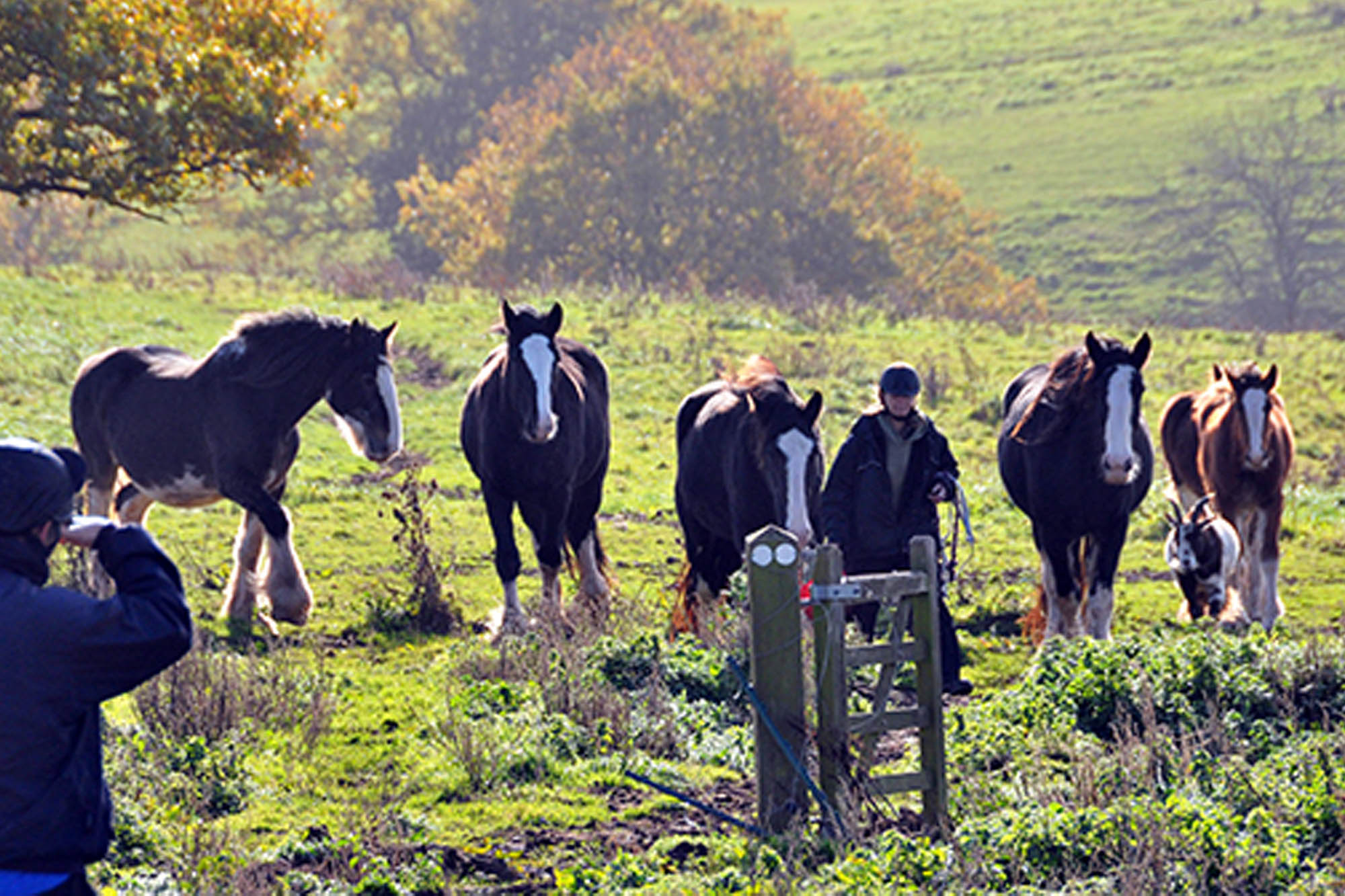 Nineteen fly-grazed Shire horses rescued from Kidderminster