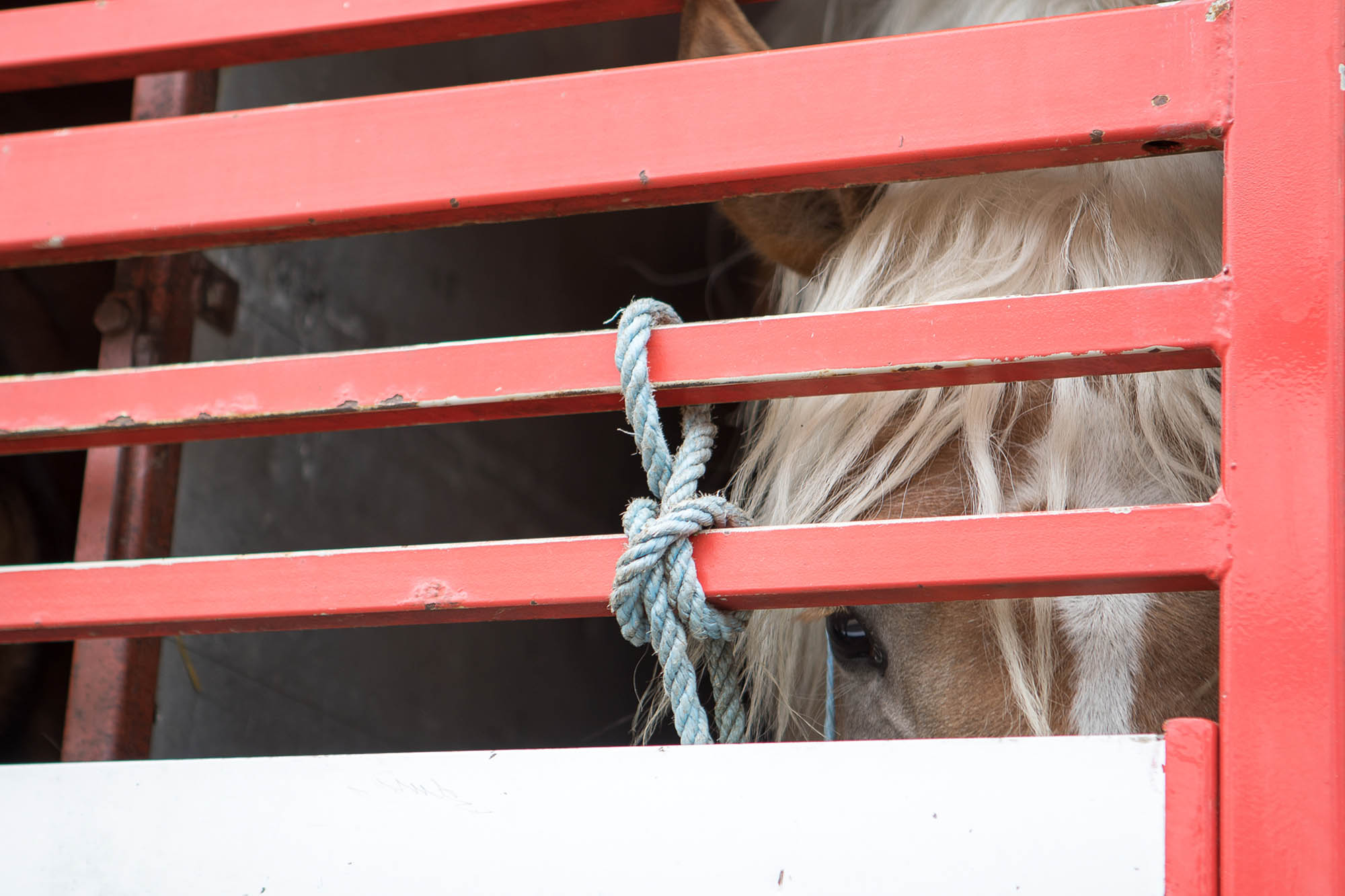 Protect horses in the EU 