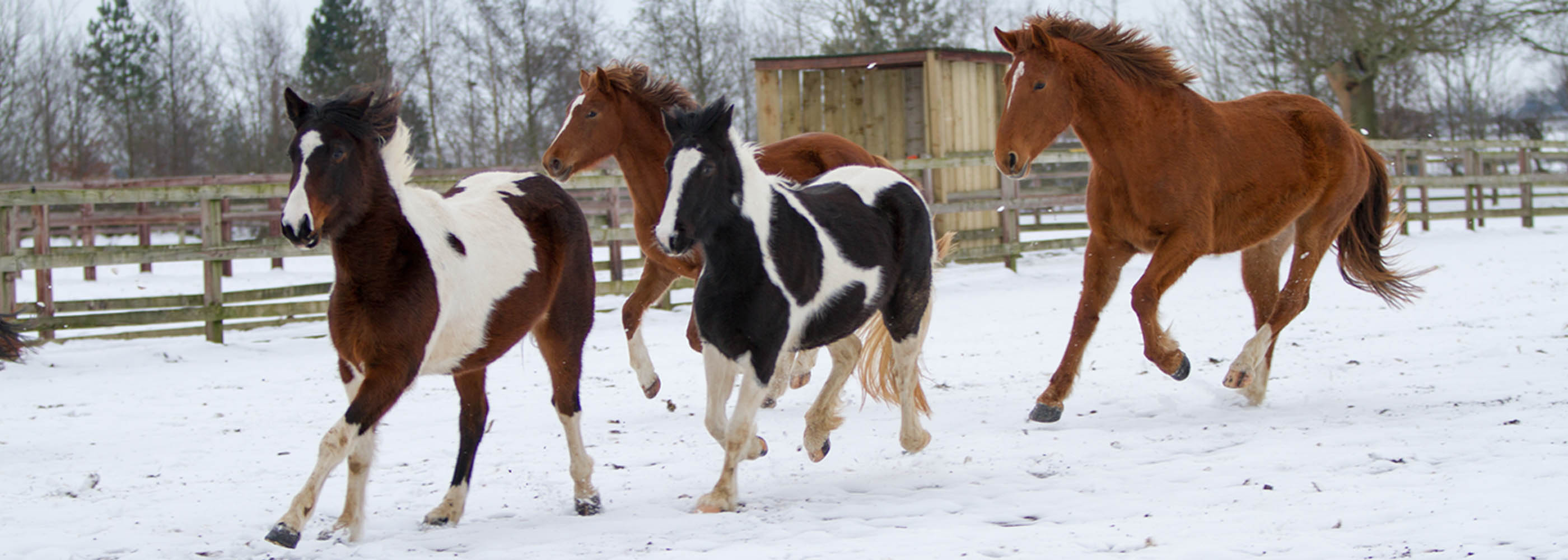 7 Tips for Feeding your Horse in Winter [Cold Weather Care Guide]