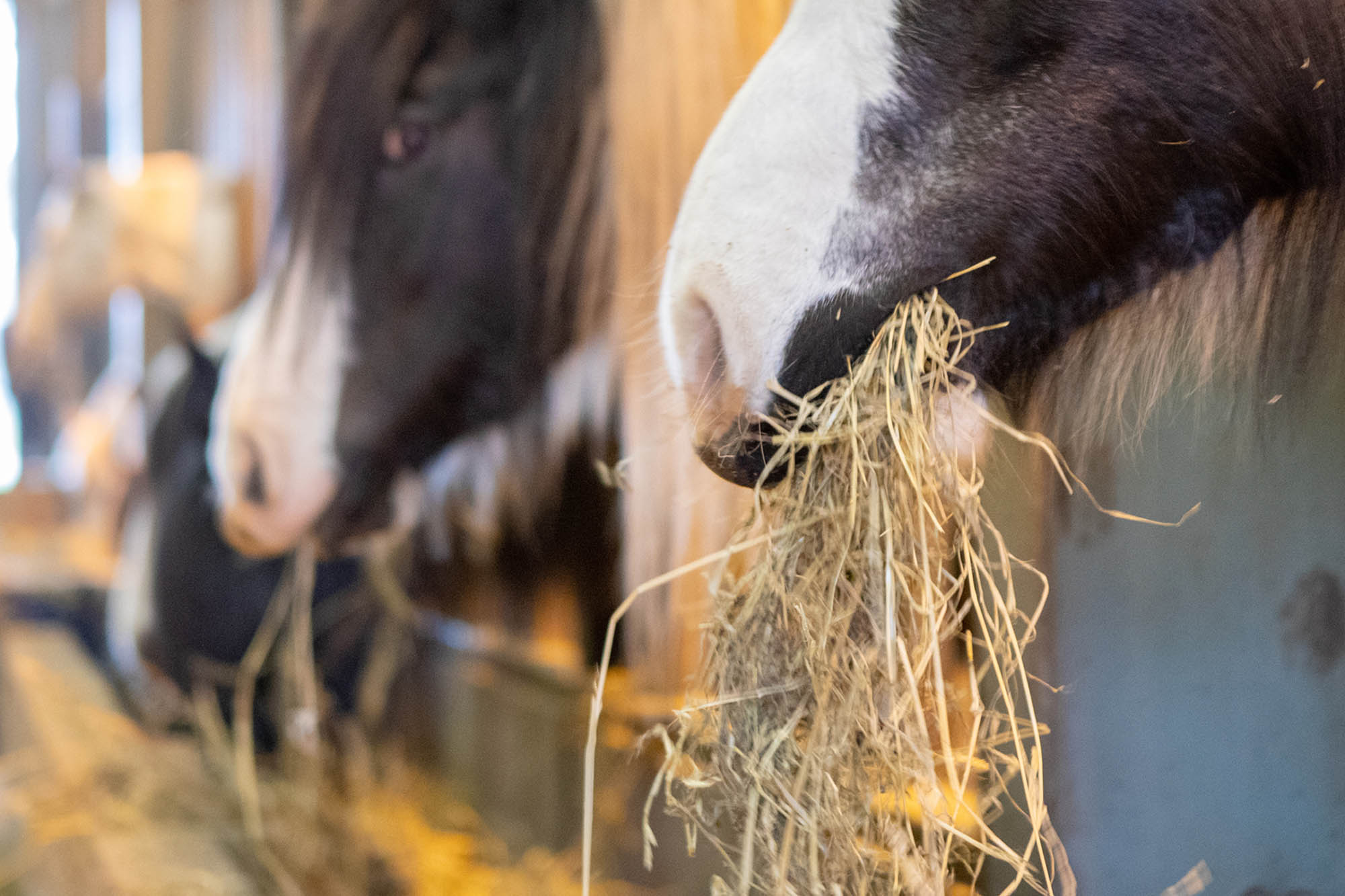 How should I feed a horse? World Horse Welfare