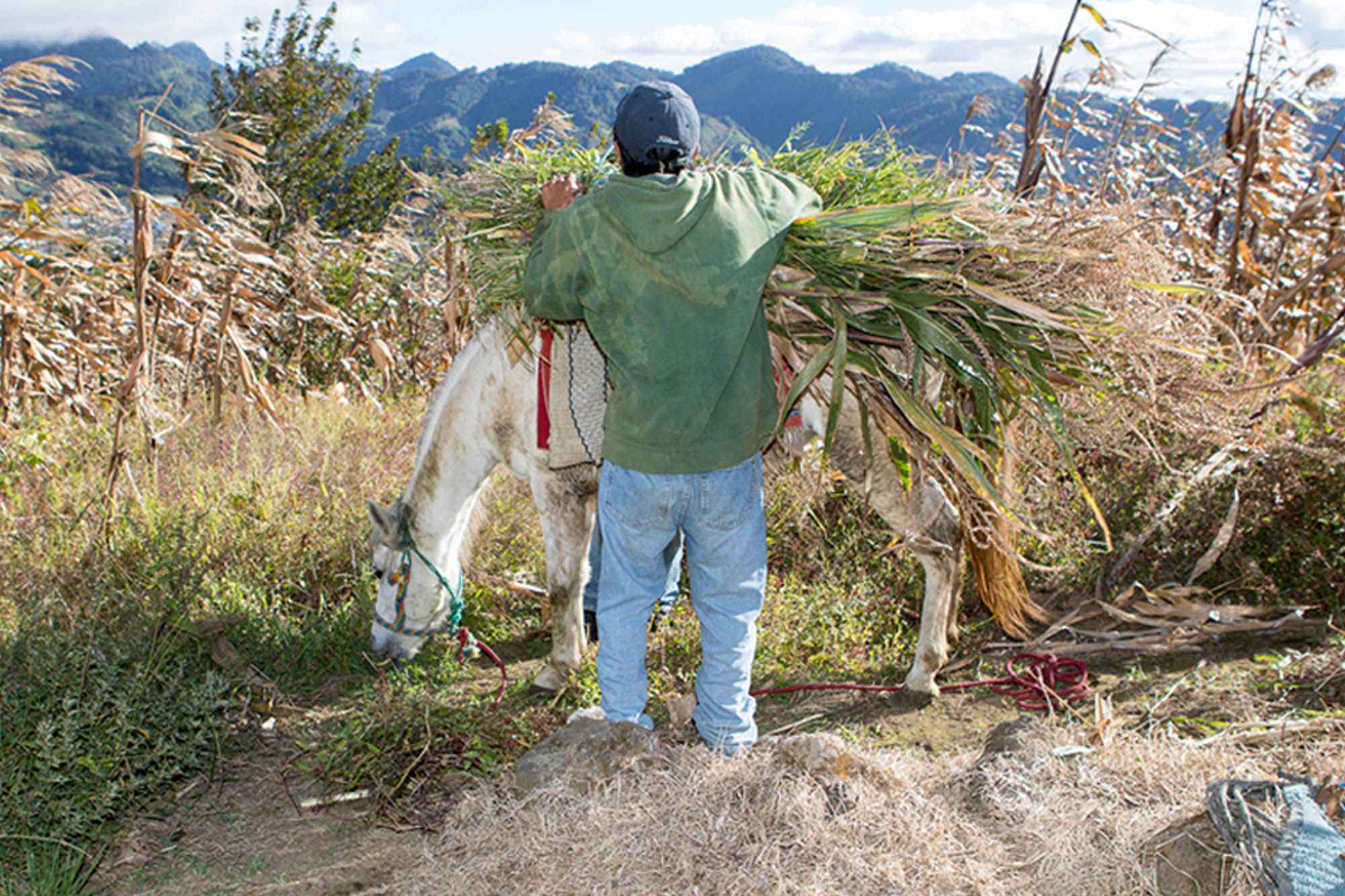 International equine welfare projects adapt to Covid-19 restrictions to protect horses through the pandemic