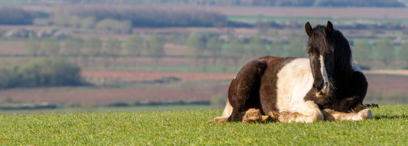 Piebald pony laying down in a grassy field