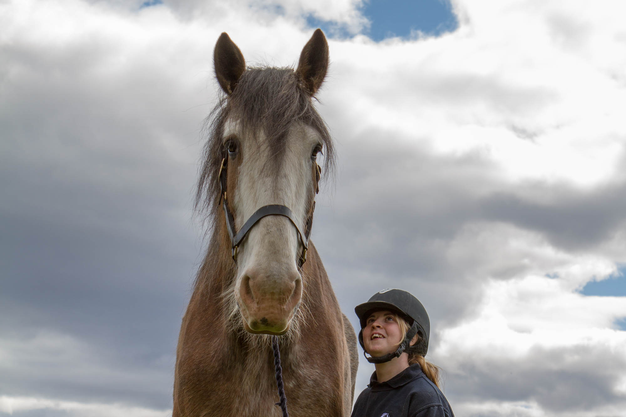 Tributes paid to much-loved Adoption Horse Digger