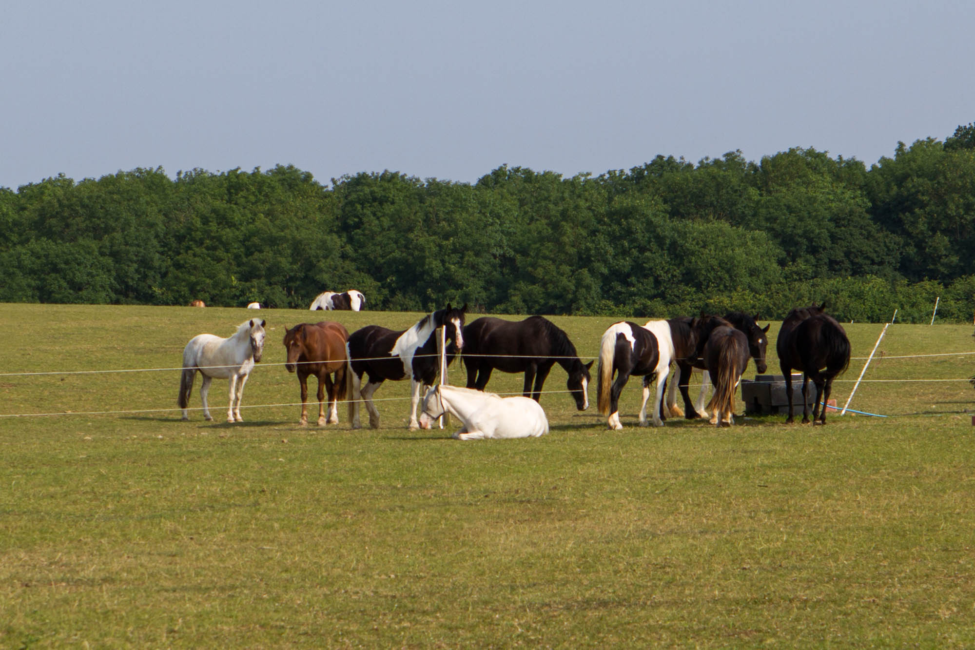 Equine rescue centres and sanctuaries