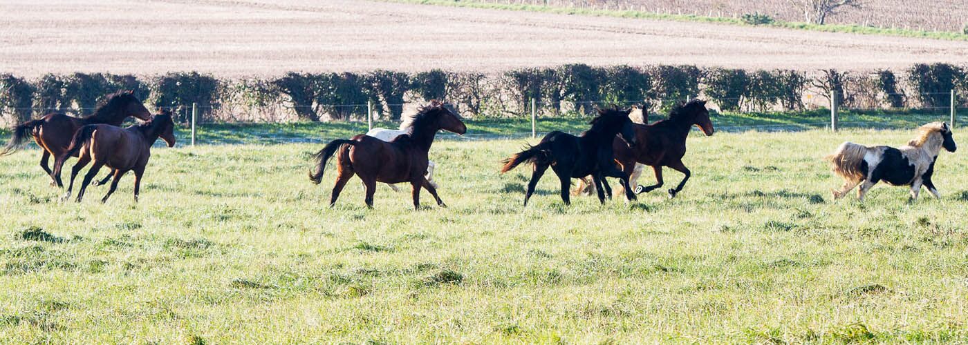 Small herd of horses galloping in field