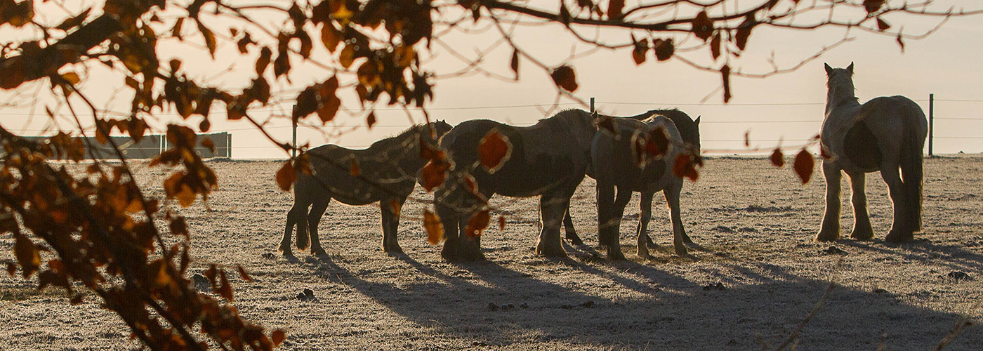 Group of horses standing dozing by a tree in a field on a frosty morning