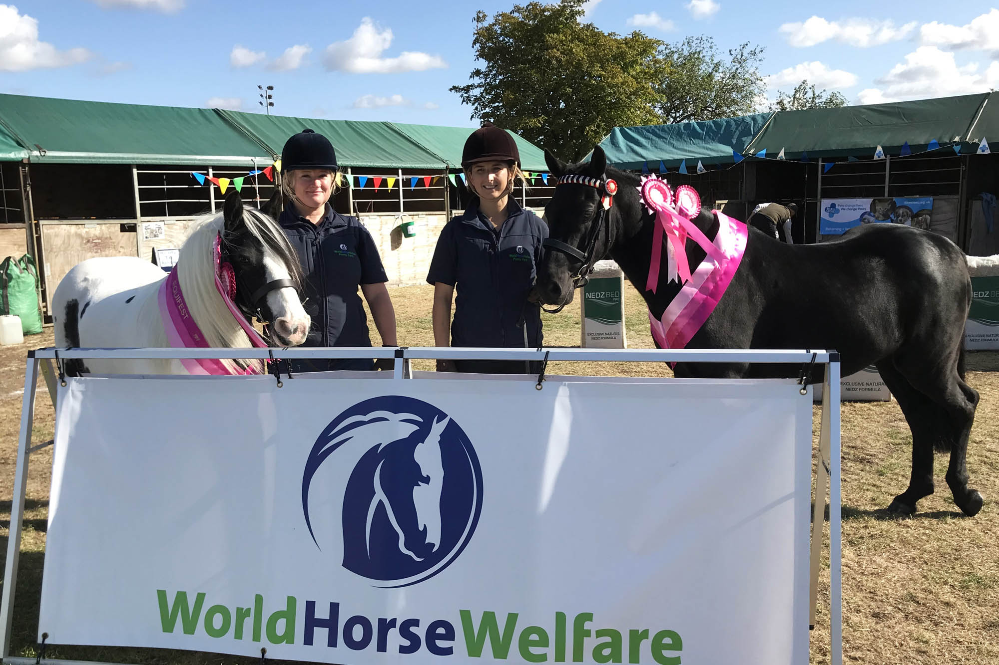 Ponies go from rescue cases to Equifest champions thanks to World Horse Welfare