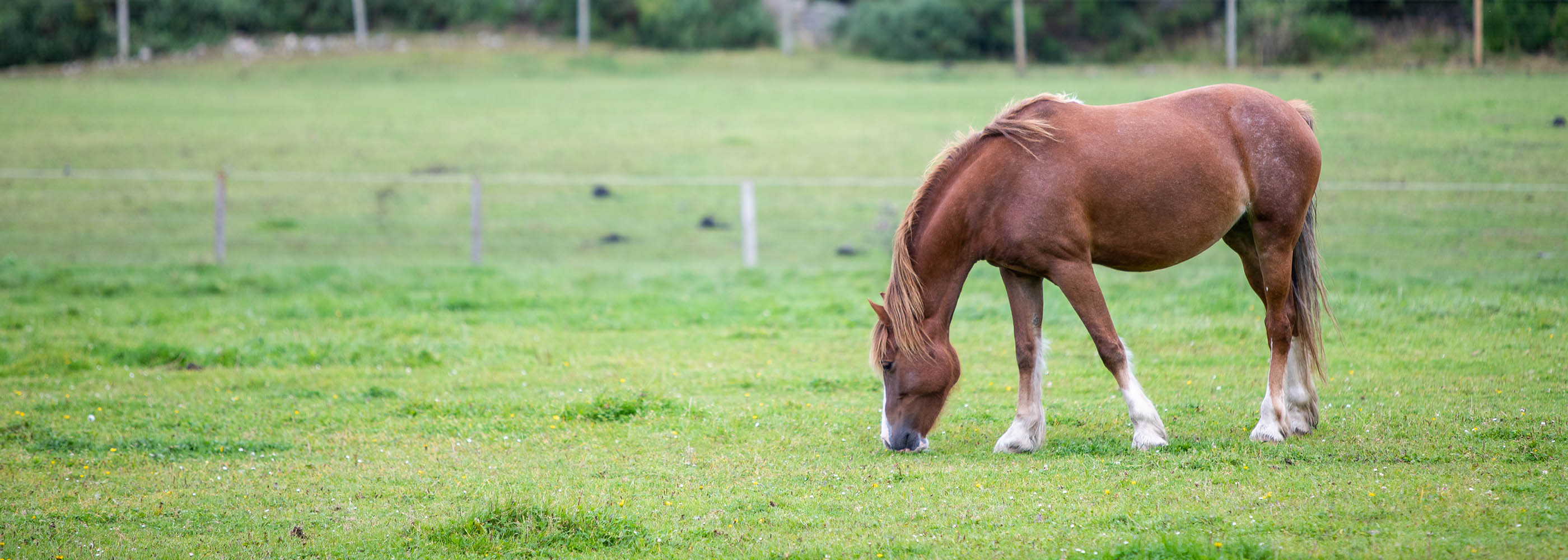 Horsemeat position 2800 x 1000