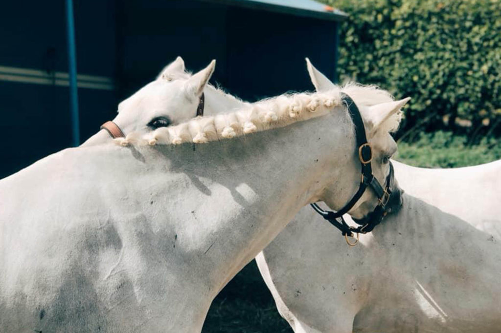 Two plaited up grey ponies grooming each other