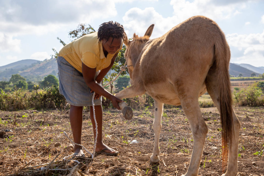 Owner of a working donkey picking up its foot to check it over