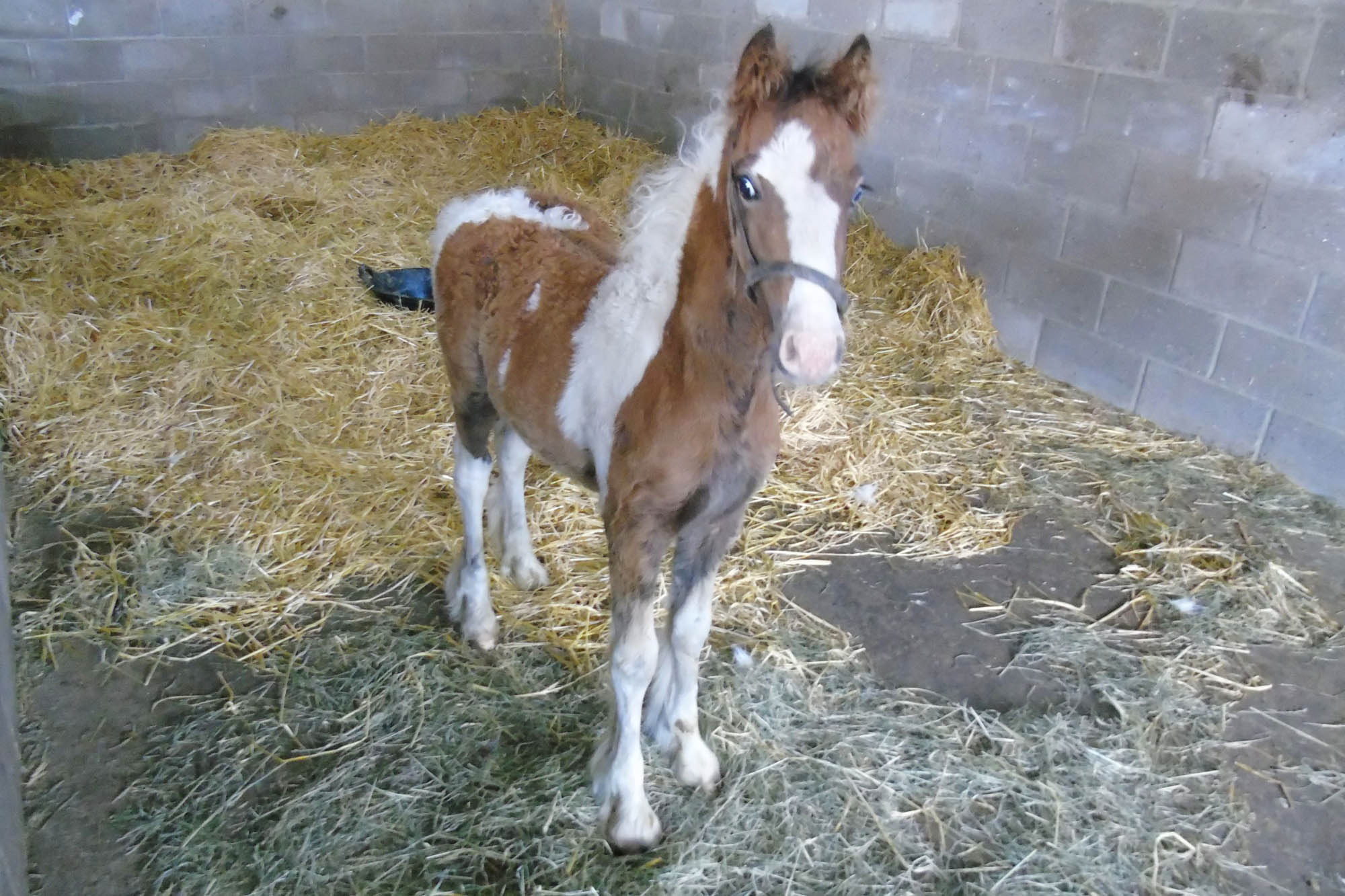 Dumped six-week-old foal lucky to survive: Charity appeals for information