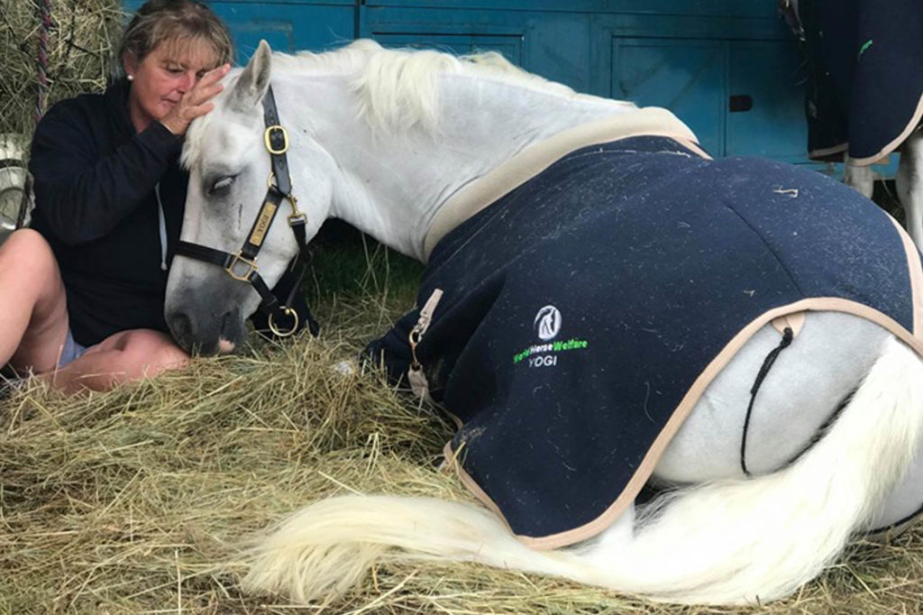 Grey pony wearing a World Horse Welfare Yogi rug